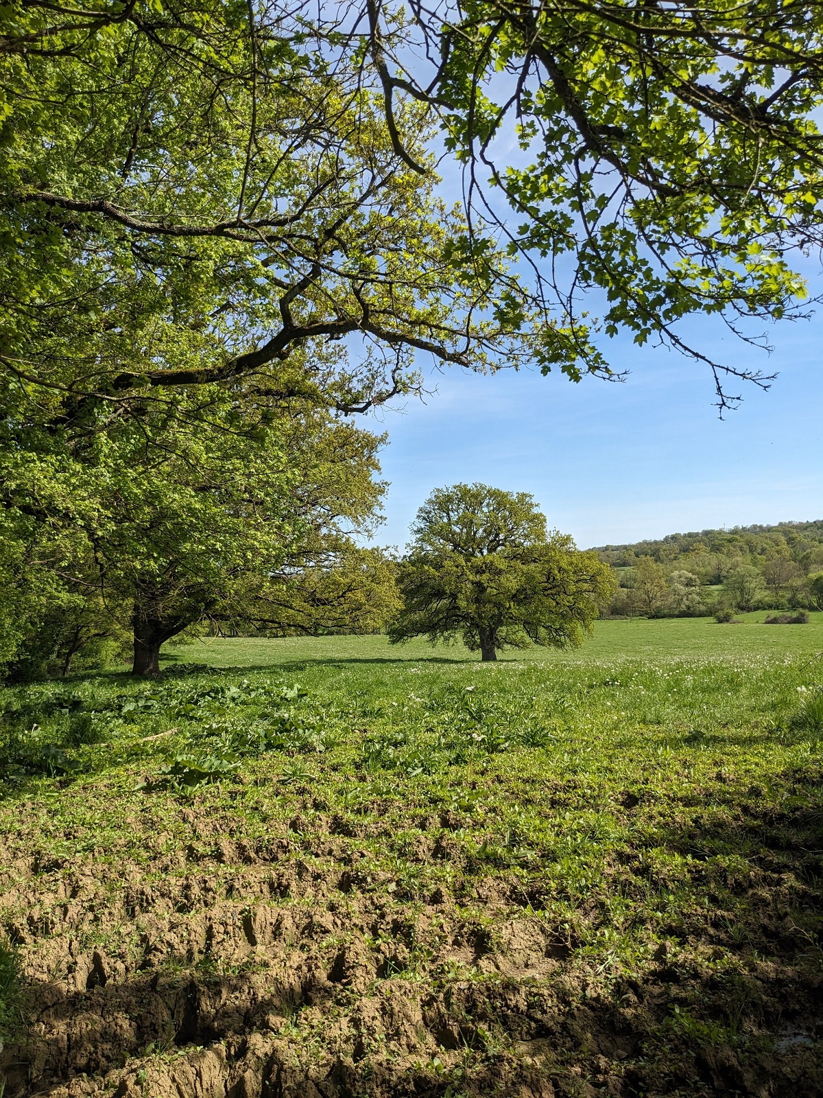 Le Chêne dans le Pré Saint Priest